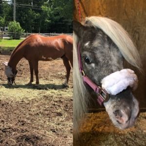 Meet your Posher, Abe